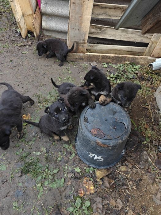 Віддам цуценят у добрі руки