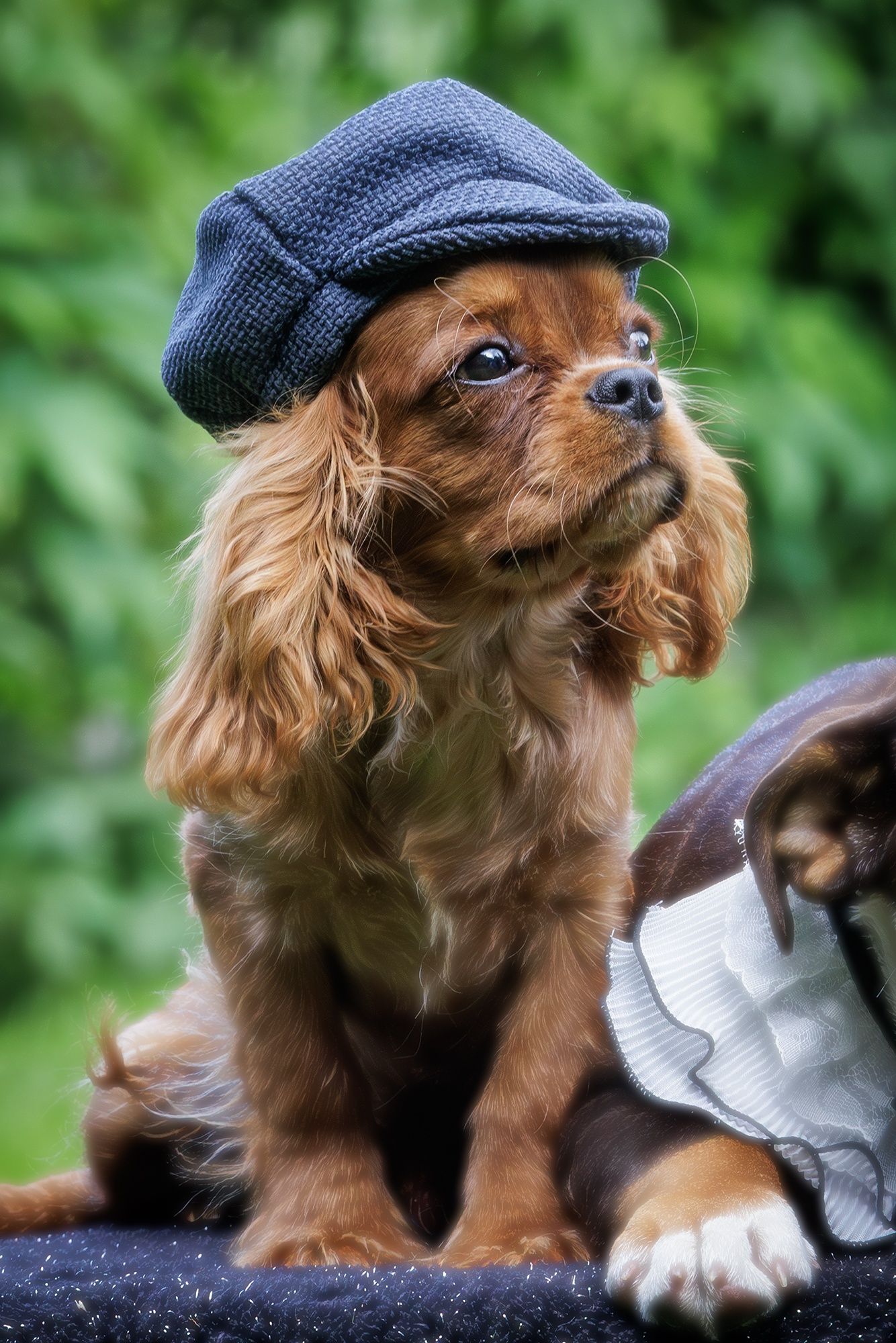 Cavalier King Charles Spaniel* Chłopczyk* Lupin gotowy do odbioru