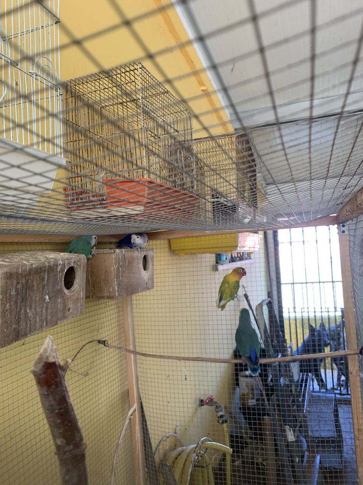 Agapornis disponiveis