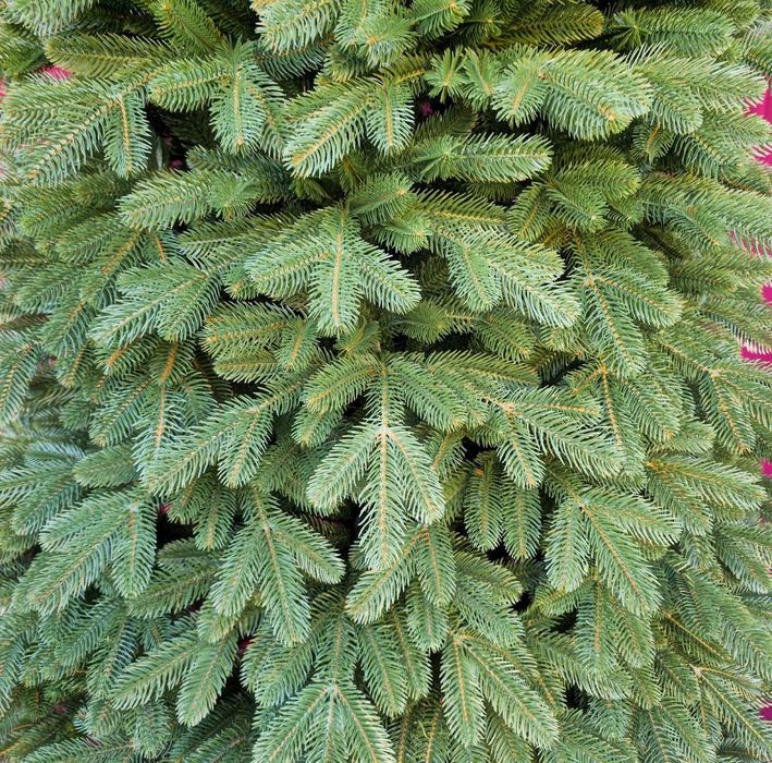 Лита ялинка зелена. Новорічна ялинка. Розміри від 1.8м до 4м