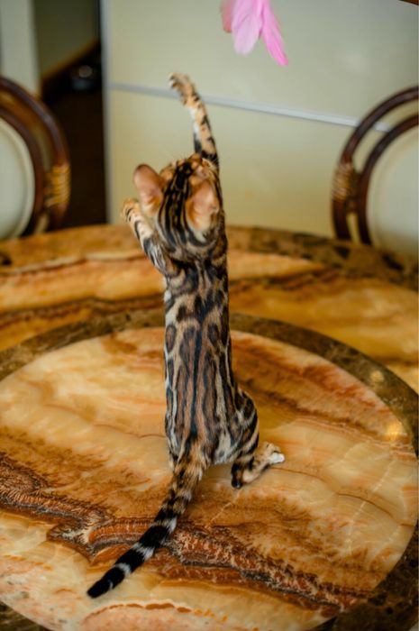 Бенгальське кошеня дівчинка