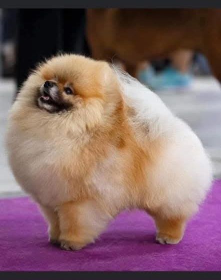 Pomeranian  - Piesek po Championach FCI !