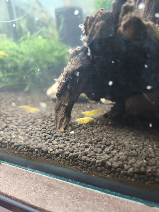 Neocaridinas Yellow fire