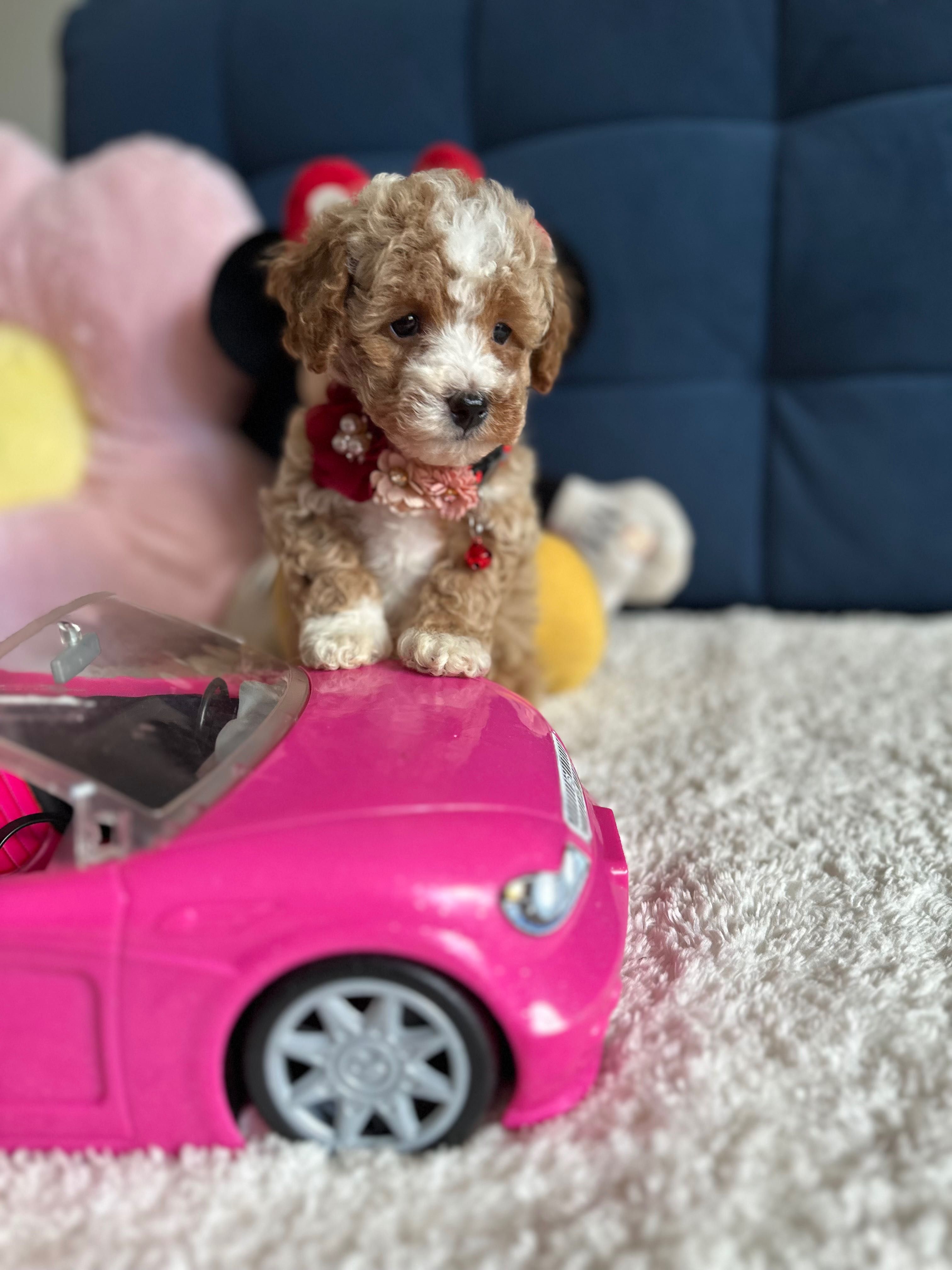 Śliczna Suczka Maltipoo!