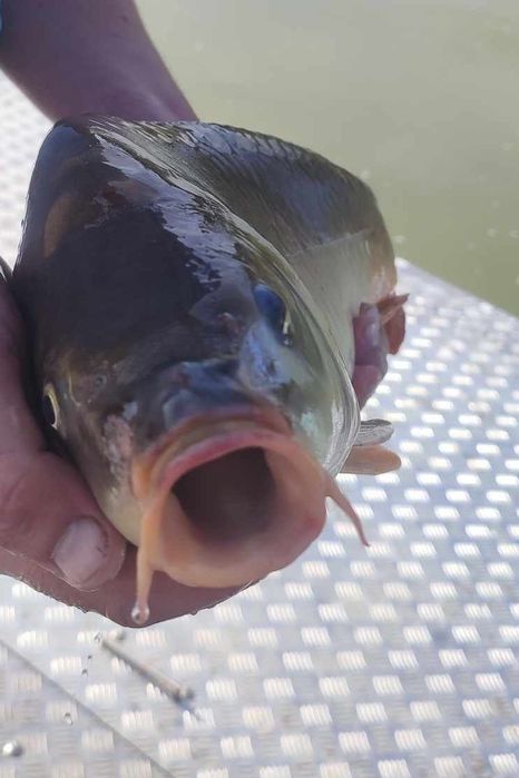 karaś japoniec kroczek szczupak karp lin amur