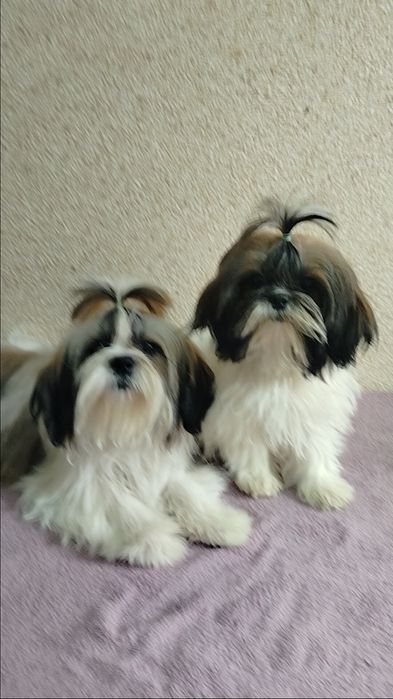 Продаю щенков Ши-тцу
