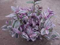 Trzykrotka Lilac, Yellow Hill, Blushing Bride, Bluszcz, Paproć