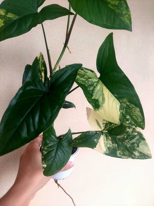 Planta Syngonium aurea
