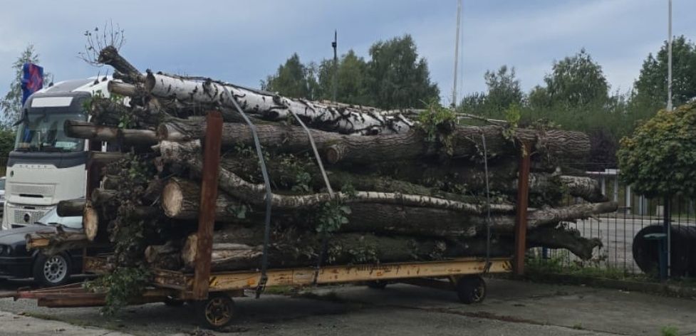 Sprzedam drzewo palety  na opał