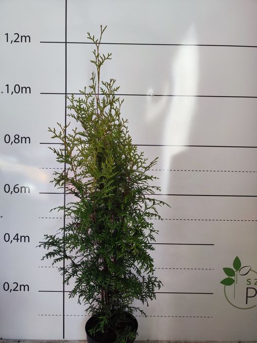 Wyprzedaż! Thuja Brabant (tuja żywopłot) szybko rosnąca PROMOCJA!