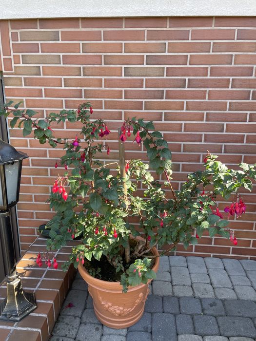 Rośliny ogrodowe agawy grubosze kaktusy opuncje