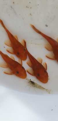 Zbrojnik red ancistrus