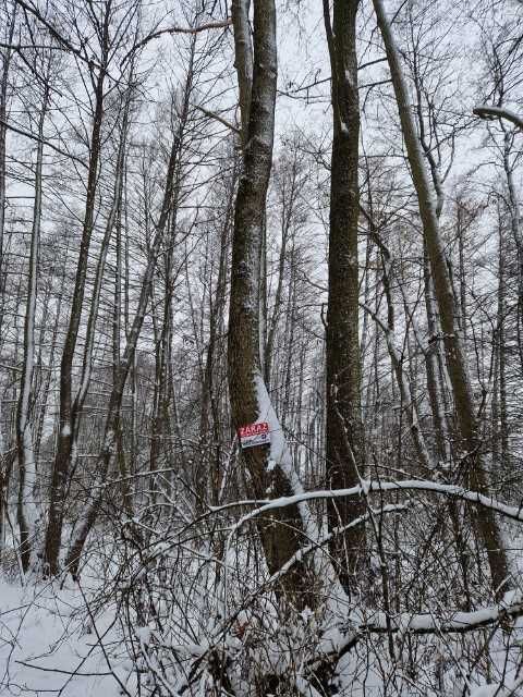 Drzewo olszyna na pniu,las olszynowy do wycięcia