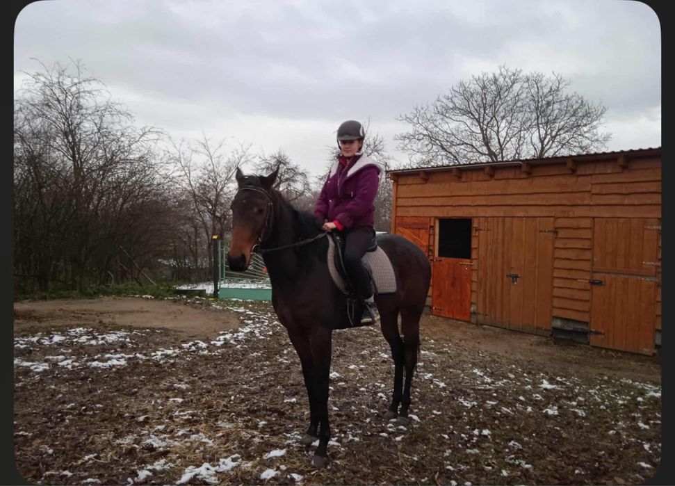 Klacz 7 letnia na sprzedaz