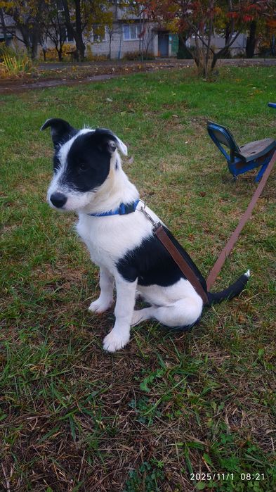 Отдам в хорошие руки (девочка)