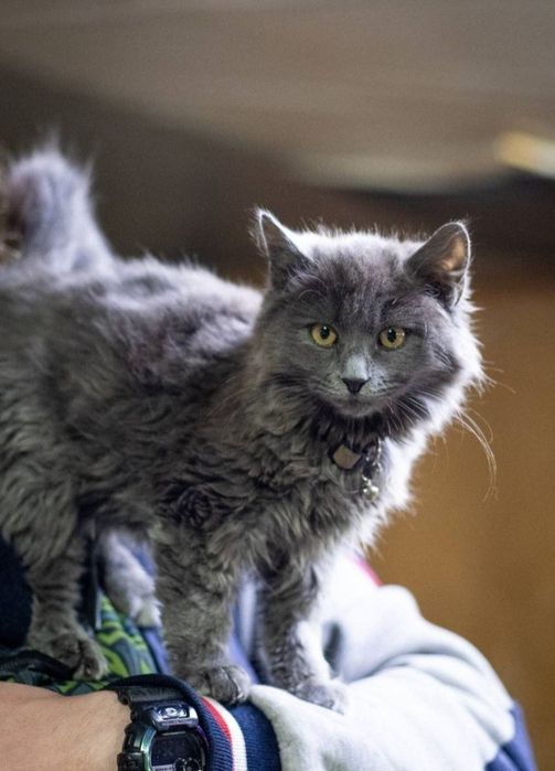 Отдам даром в добрые руки котят