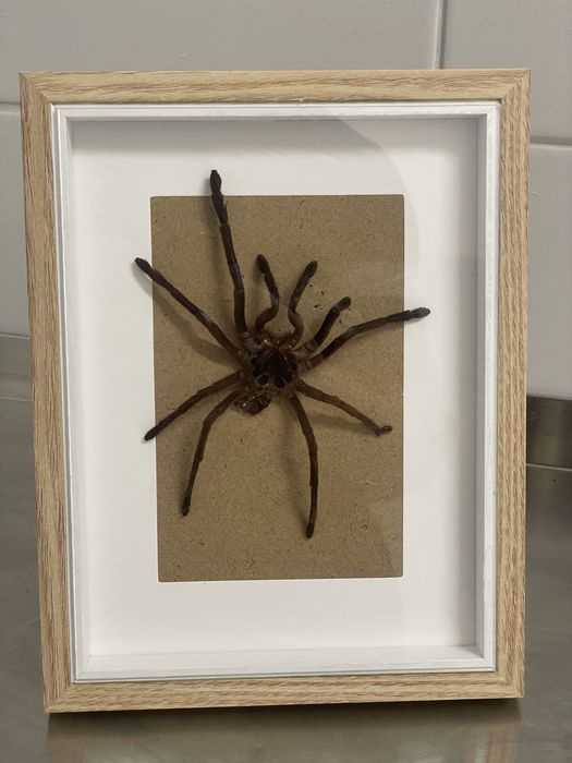 Ptasznik eksponat biologiczny wylinka ptasznika pająka w ramce prezent