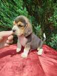 Beagle piesek tel.-5.7.5.3.0.2.0.3.9.