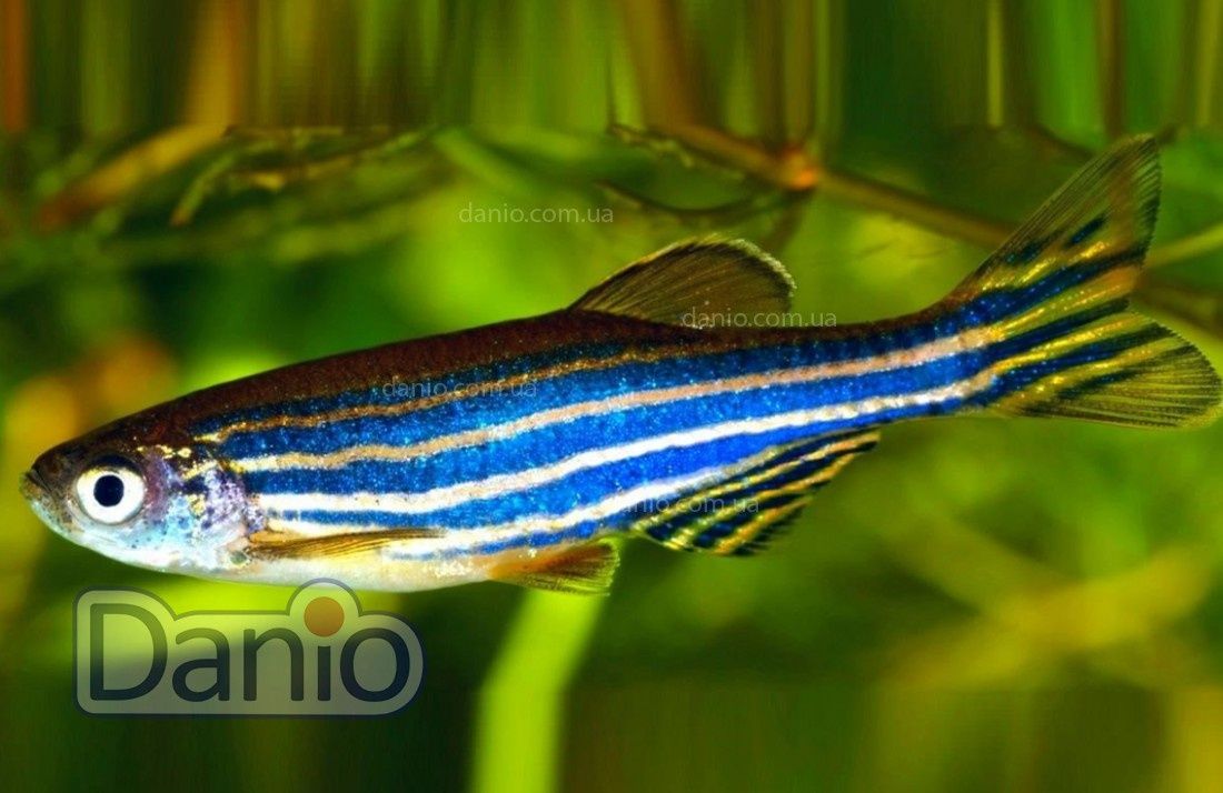 Даніо GloFish (глофіш) Данио Гло