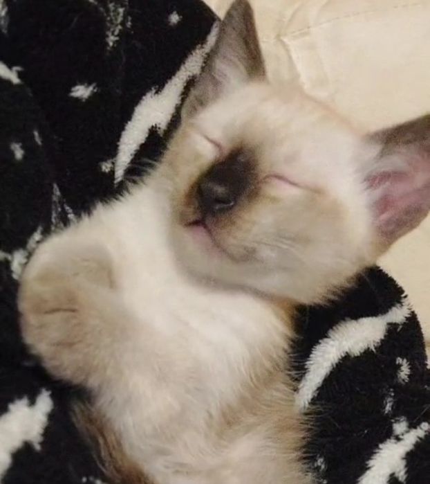 Gatinhos bebés  para adoção