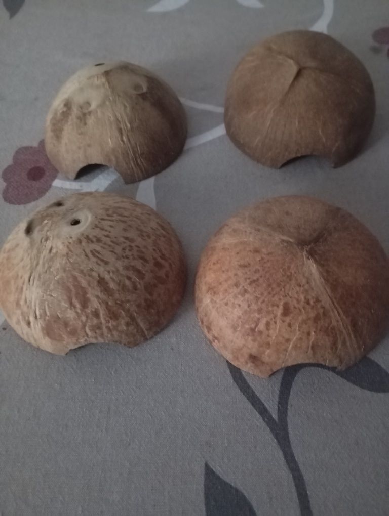 4 metades coco para aquario