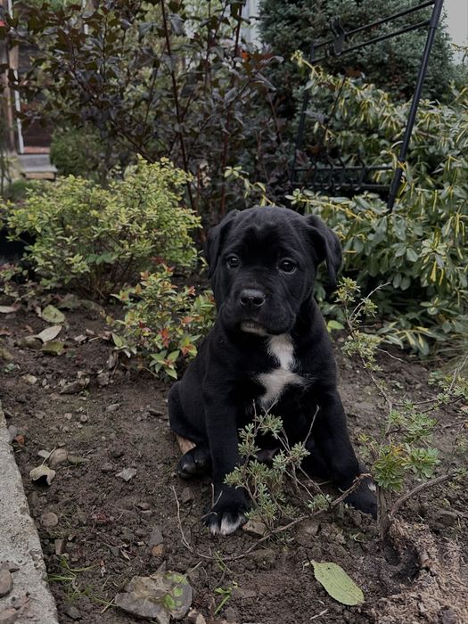 продаю собачок кане корсо