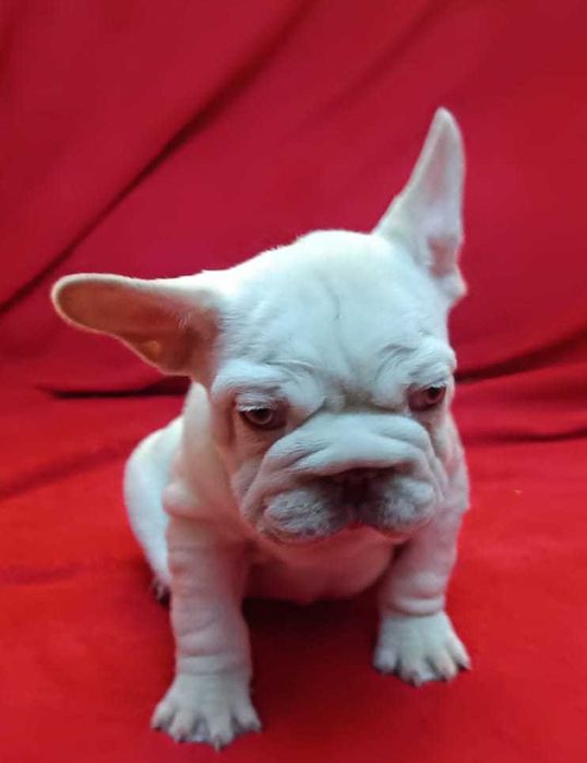 Bulldog francês Big Rope