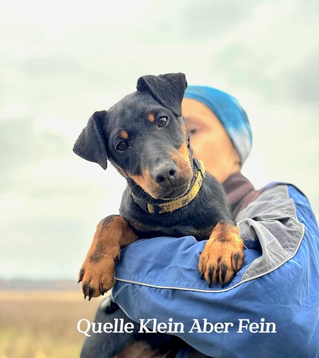 Ягдтер'єр цуценята