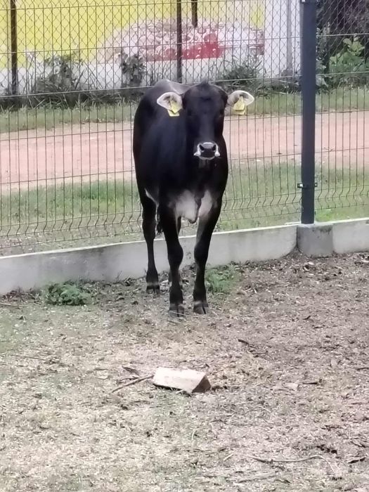 Sprzedam jałówkę zebu ma ponad rok czasu