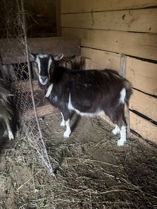 Продам чотири кози