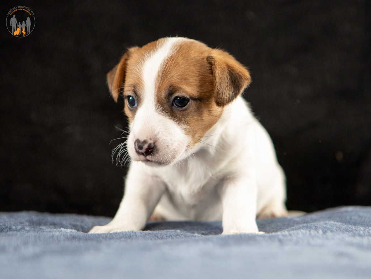 Jack Russell Terrier ZKwP FCI