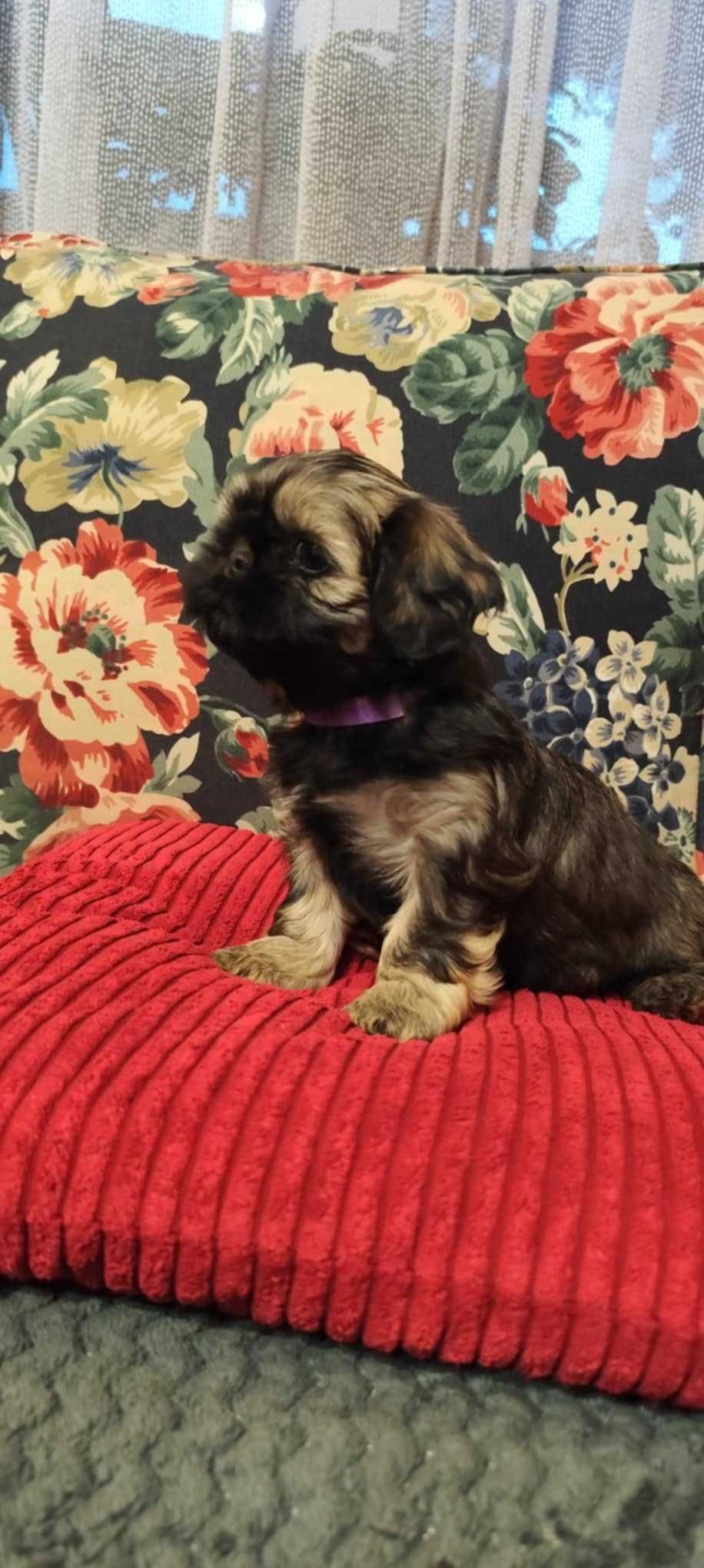 Szczeniaczek Shih-Tzu