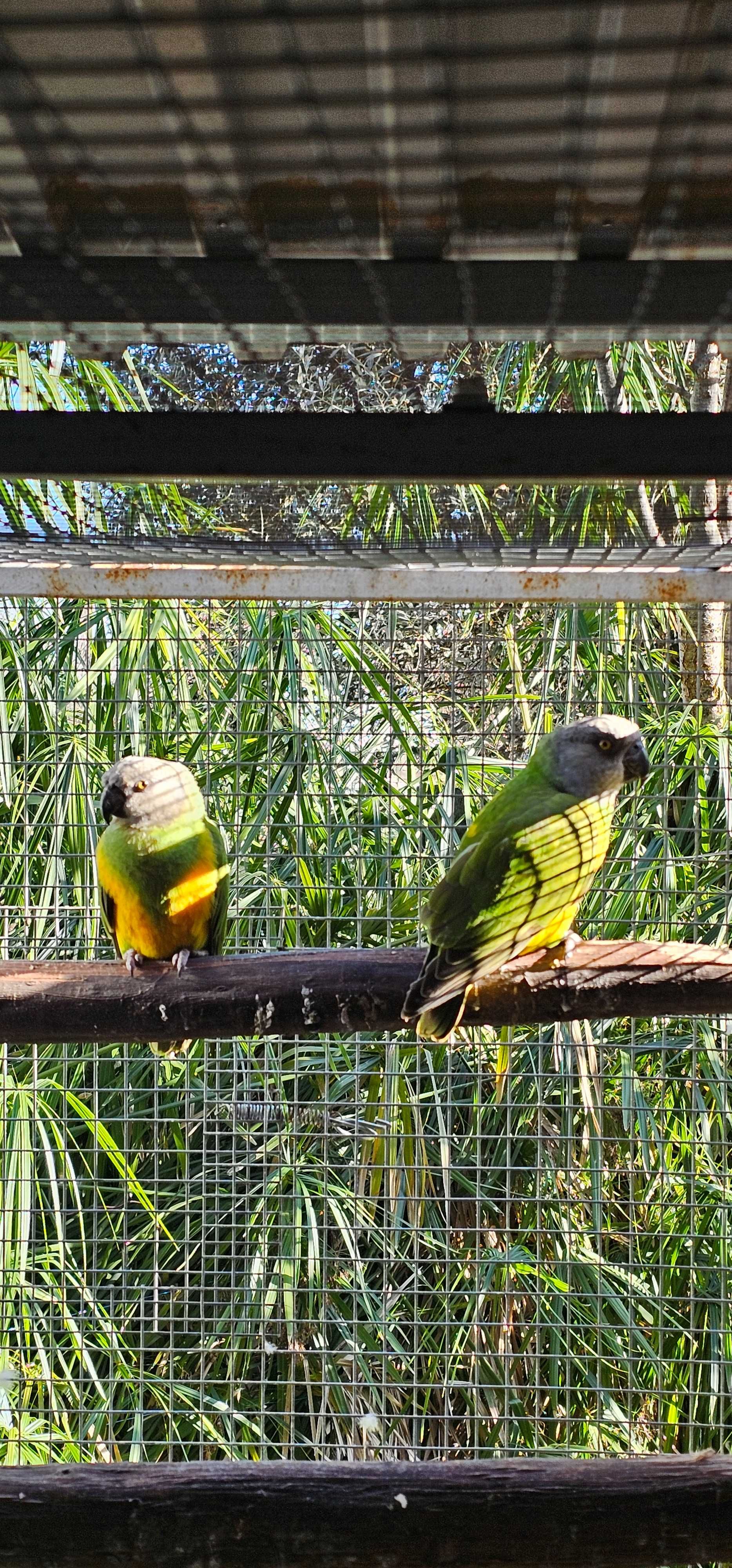 Casal de papagaios do Senegal