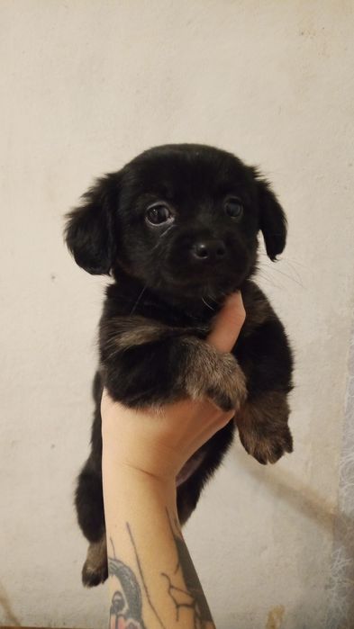 Цуценя дівчинка терміново