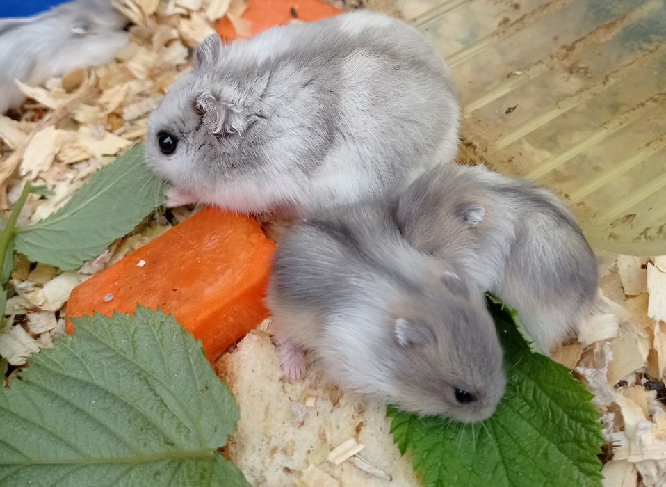 Крихітні гризунчики-попригунчики