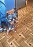 Yorkshire Terrier Pies z Rodowodem