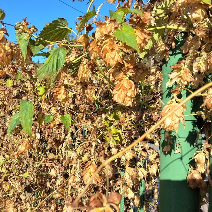 Хміль солодкий, медовий запах. Ціну пропонуйте