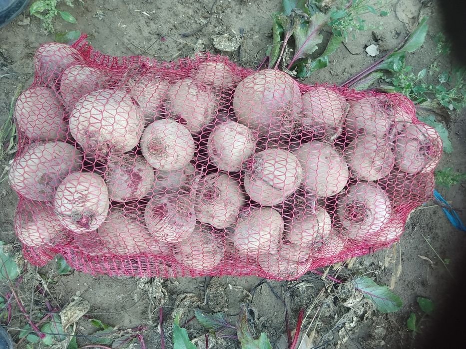 Буряк столовий водан бурячок опт