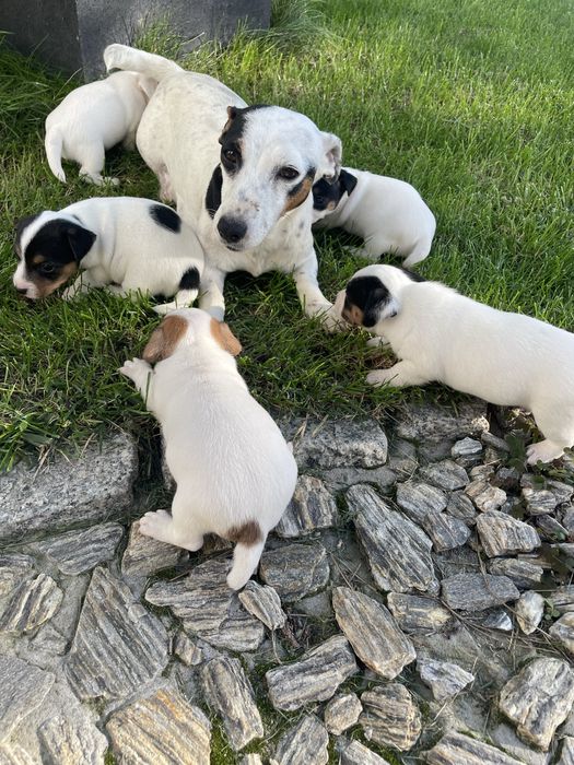 Mały Reksio Jack Russell Terrier