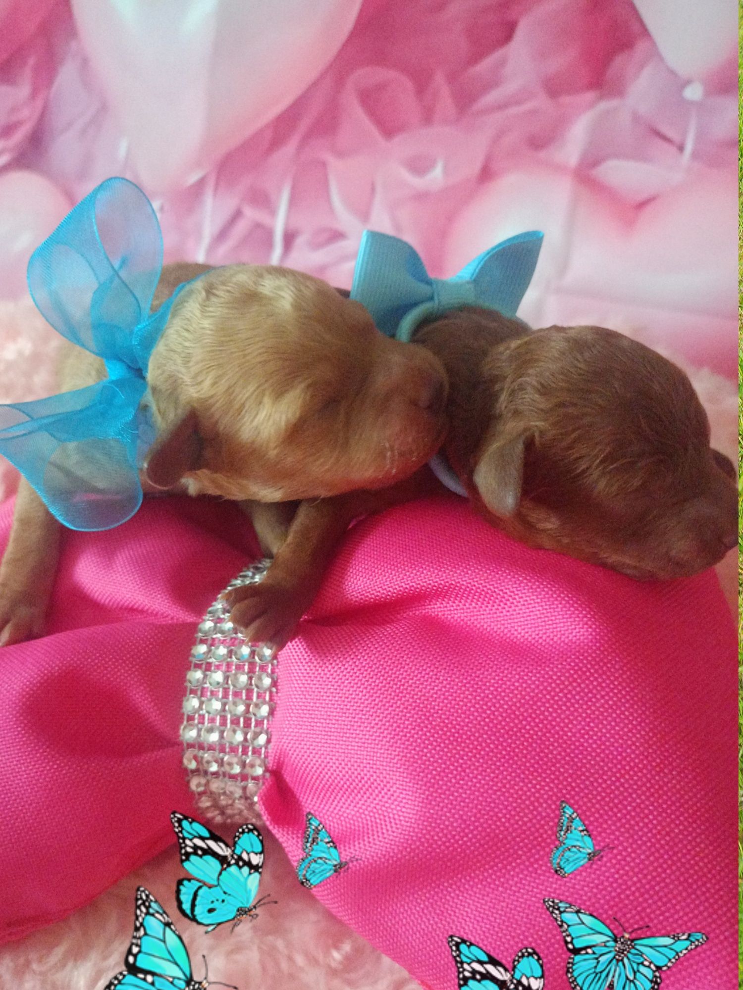 Pudel miniaturowy do Rezerwacji