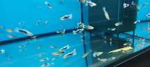 Rasowe Gupiki Tuxedo HB Blue