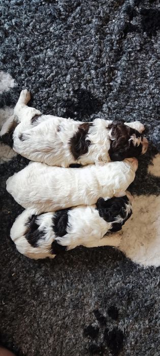 Lagotto romagnolo suczka ZKwP FCI biało brązowa