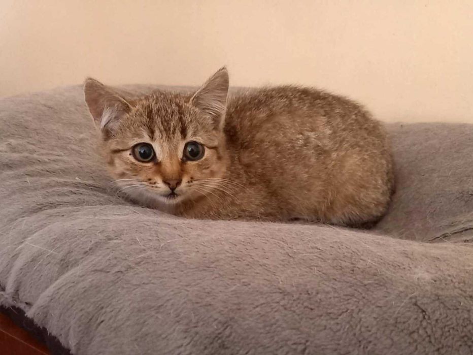 Dziunia - kocię urodzone w pierwszej połowie czerwca br.