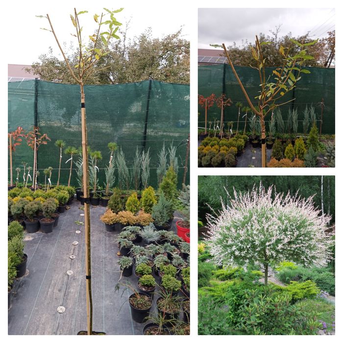 Рослини,туя, Ялівець, кипарисовик, верба Хакуро, Кілмарнок, ялина