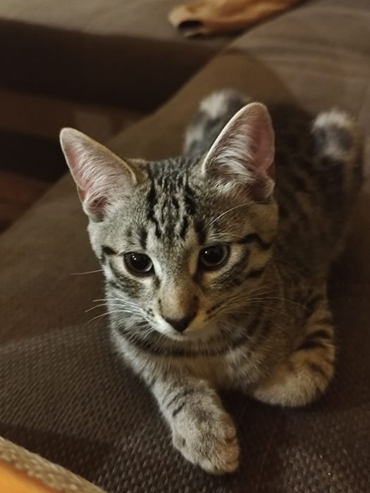 Cztery małe koty szukają domu