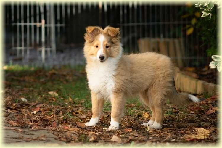 Owczarek szetlandzki szczenię suczka ZKwP/FCI