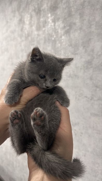 Шотландська прямовуха кішечка