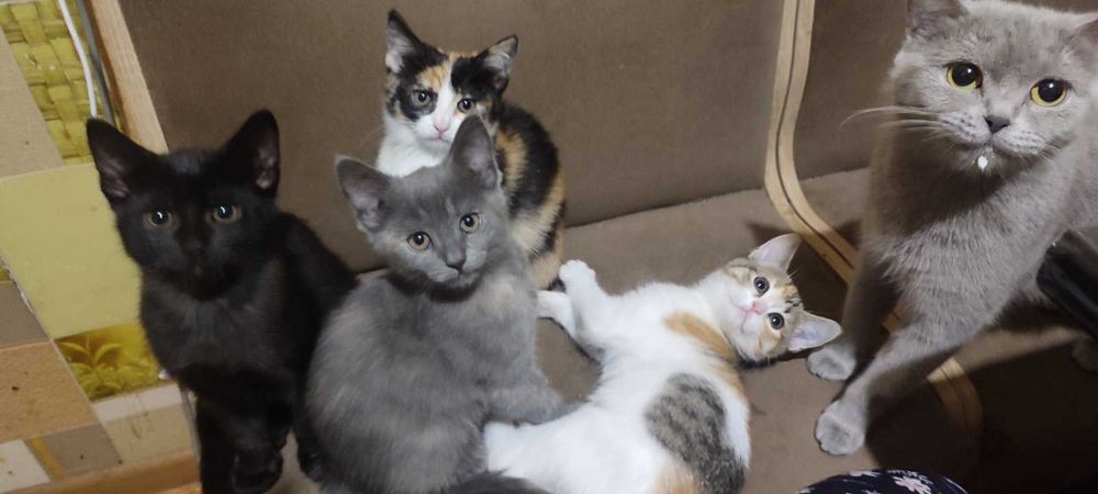 Гарні кошенята у добрі руки