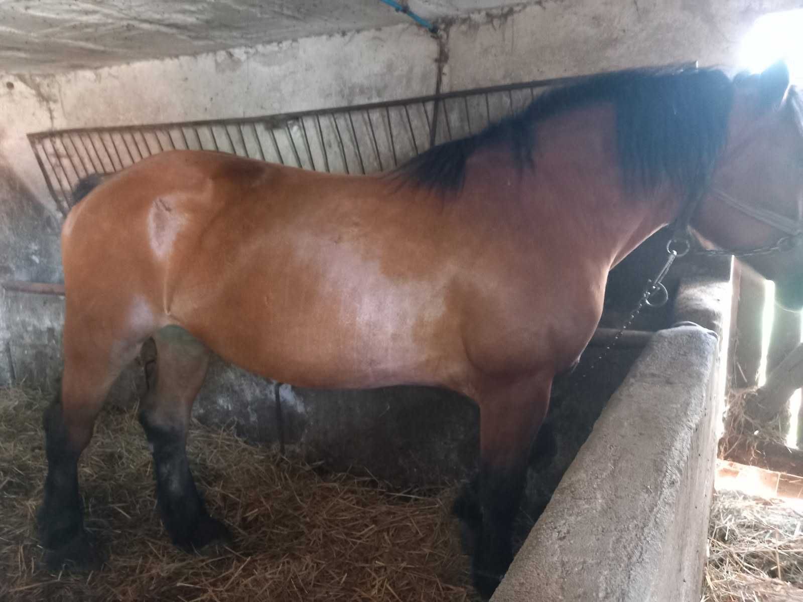 Sprzedam konie zimnokrwiste