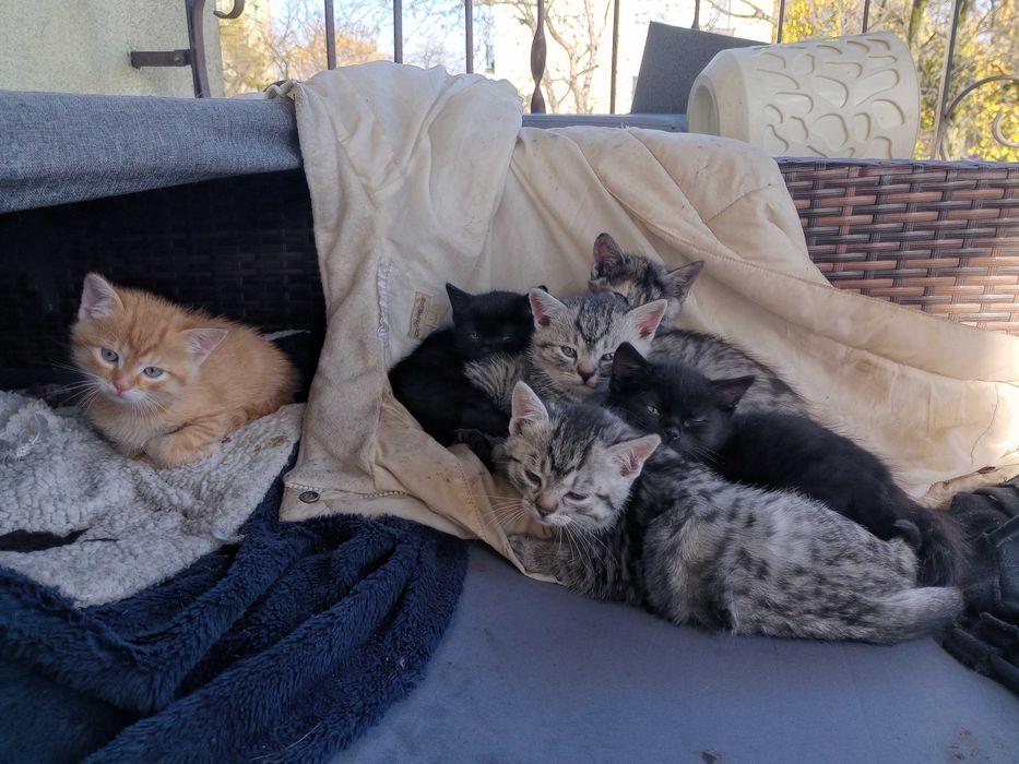 Oddam kotki za darmo